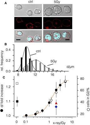 Ionizing Radiation Induces Morphological Changes and Immunological Modulation of Jurkat Cells